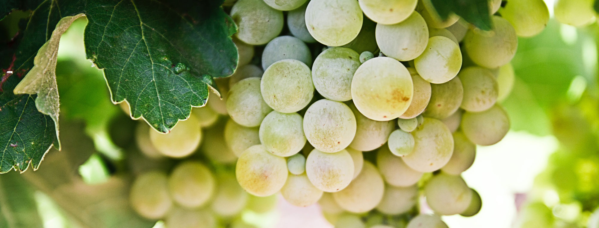 bnpttView_uvas_nacho-dominguez-unsplash Uvas Arinto
